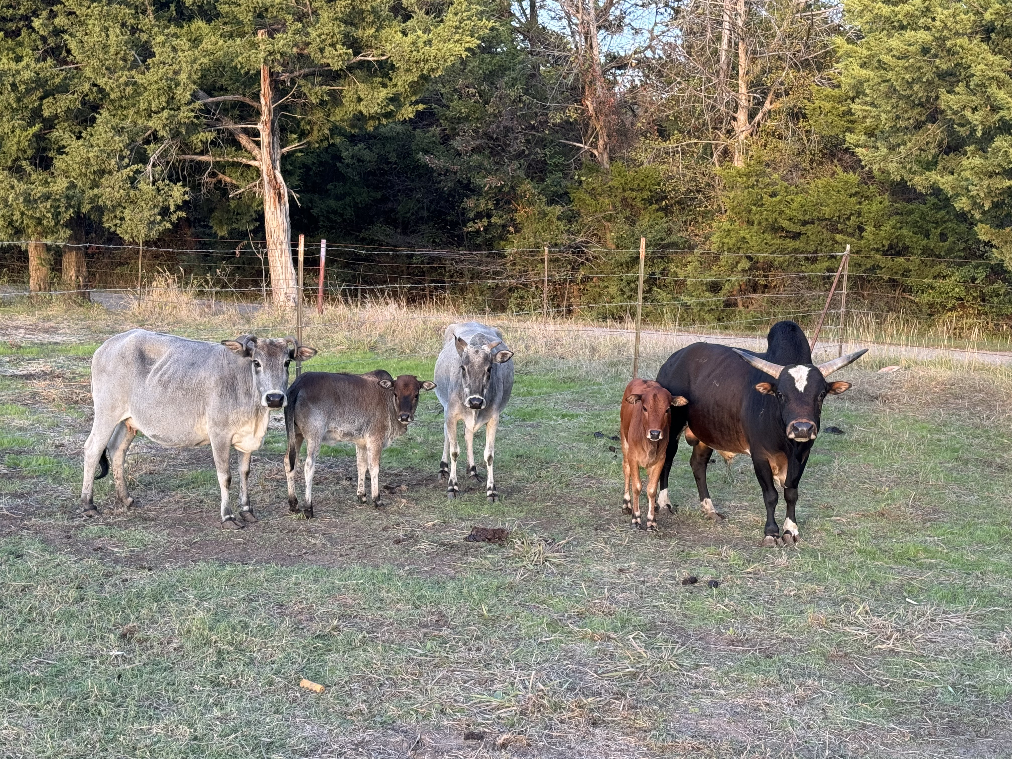 SANNUTA Farms - COWS