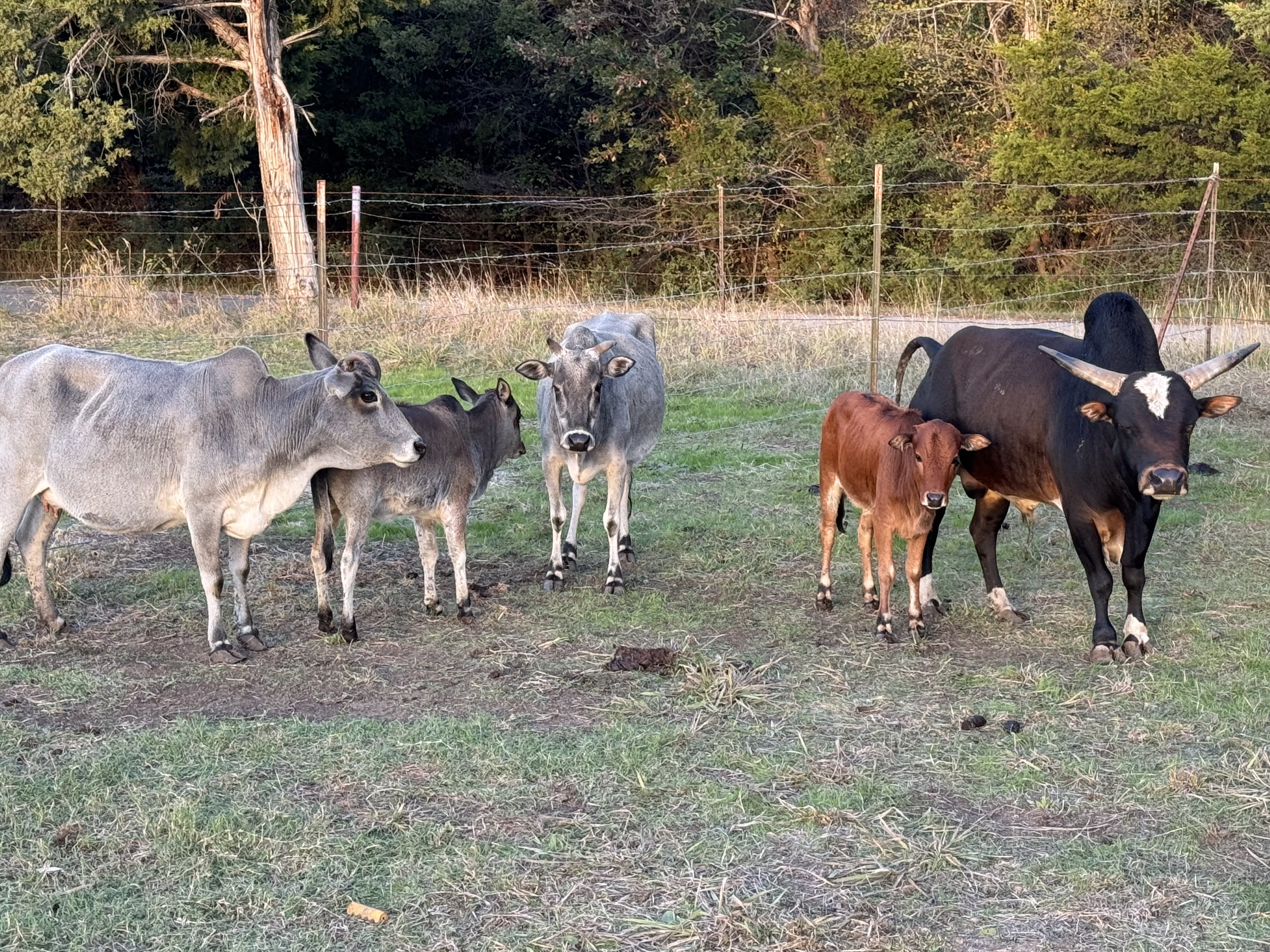 SANNUTA Farms - COWS