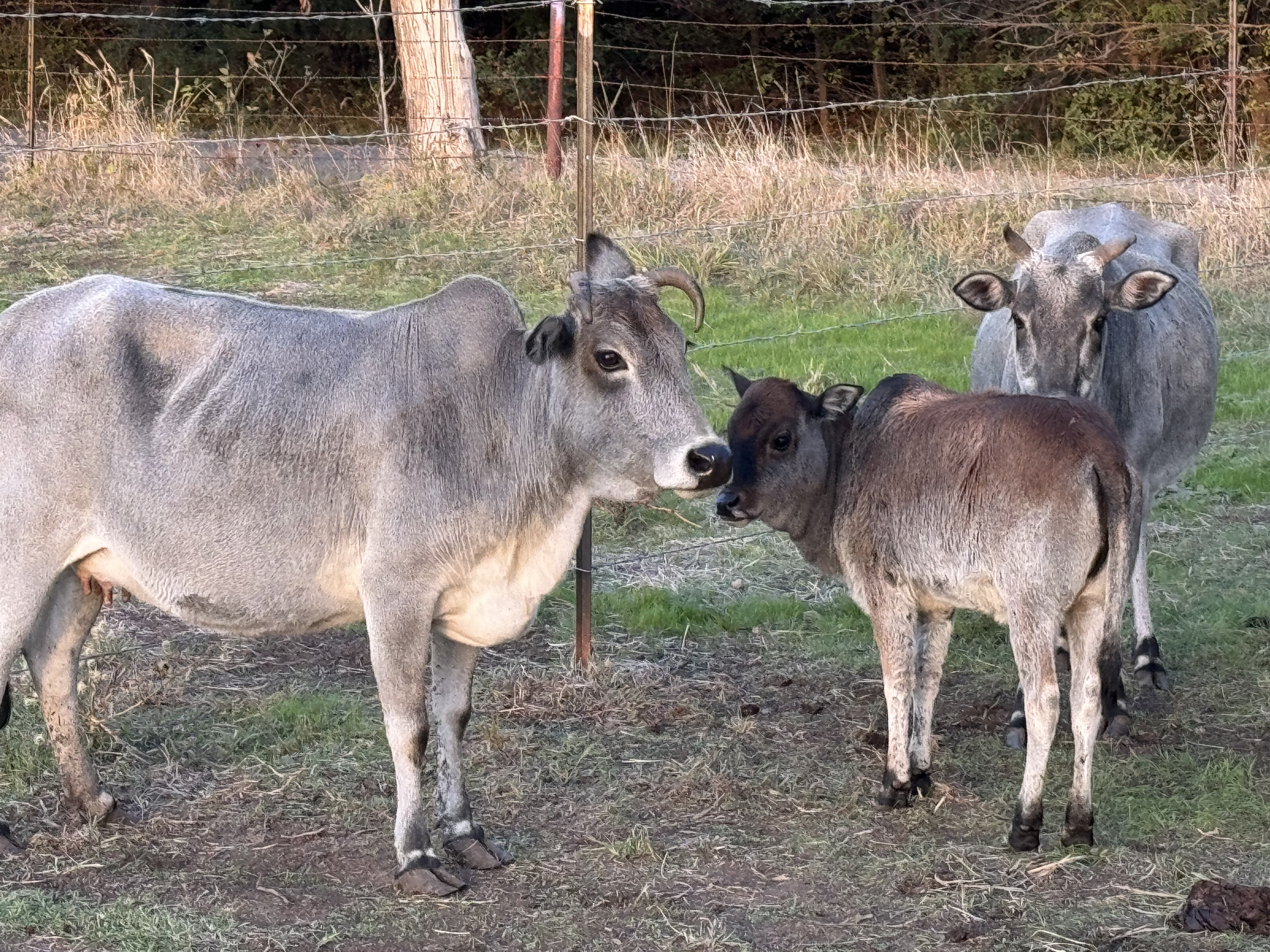 SANNUTA Farms - COWS