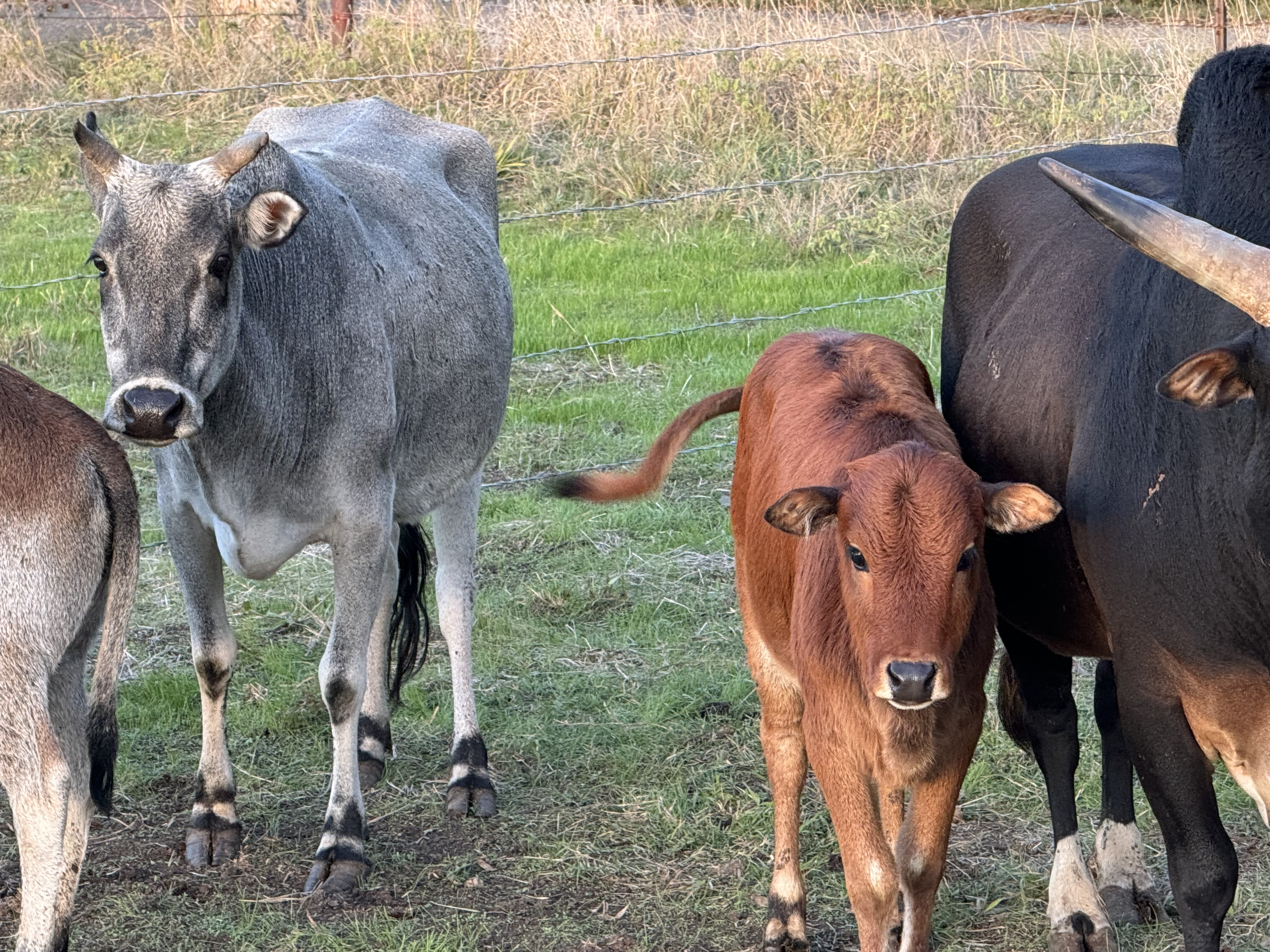 SANNUTA Farms - COWS