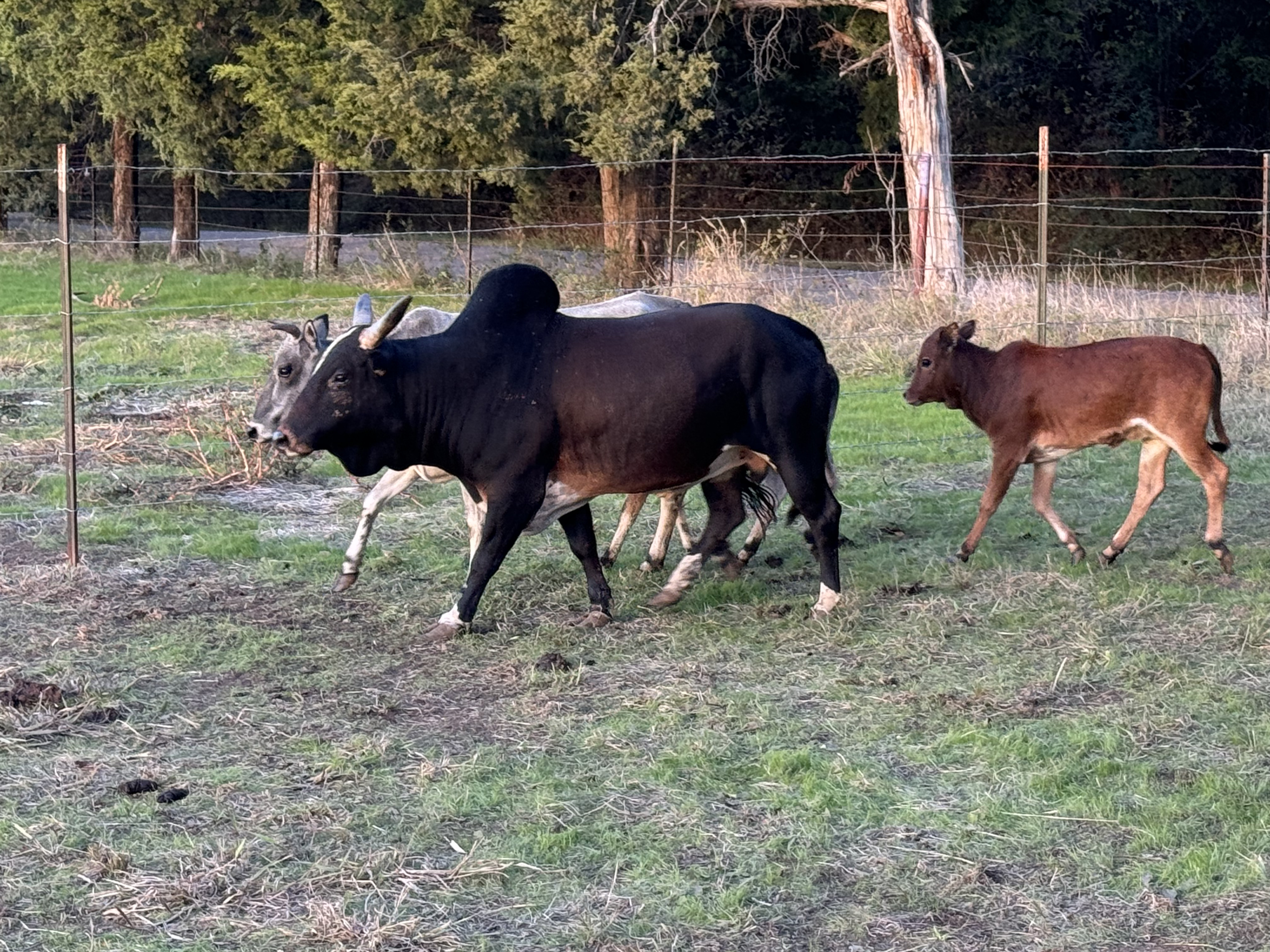 SANNUTA Farms - COWS