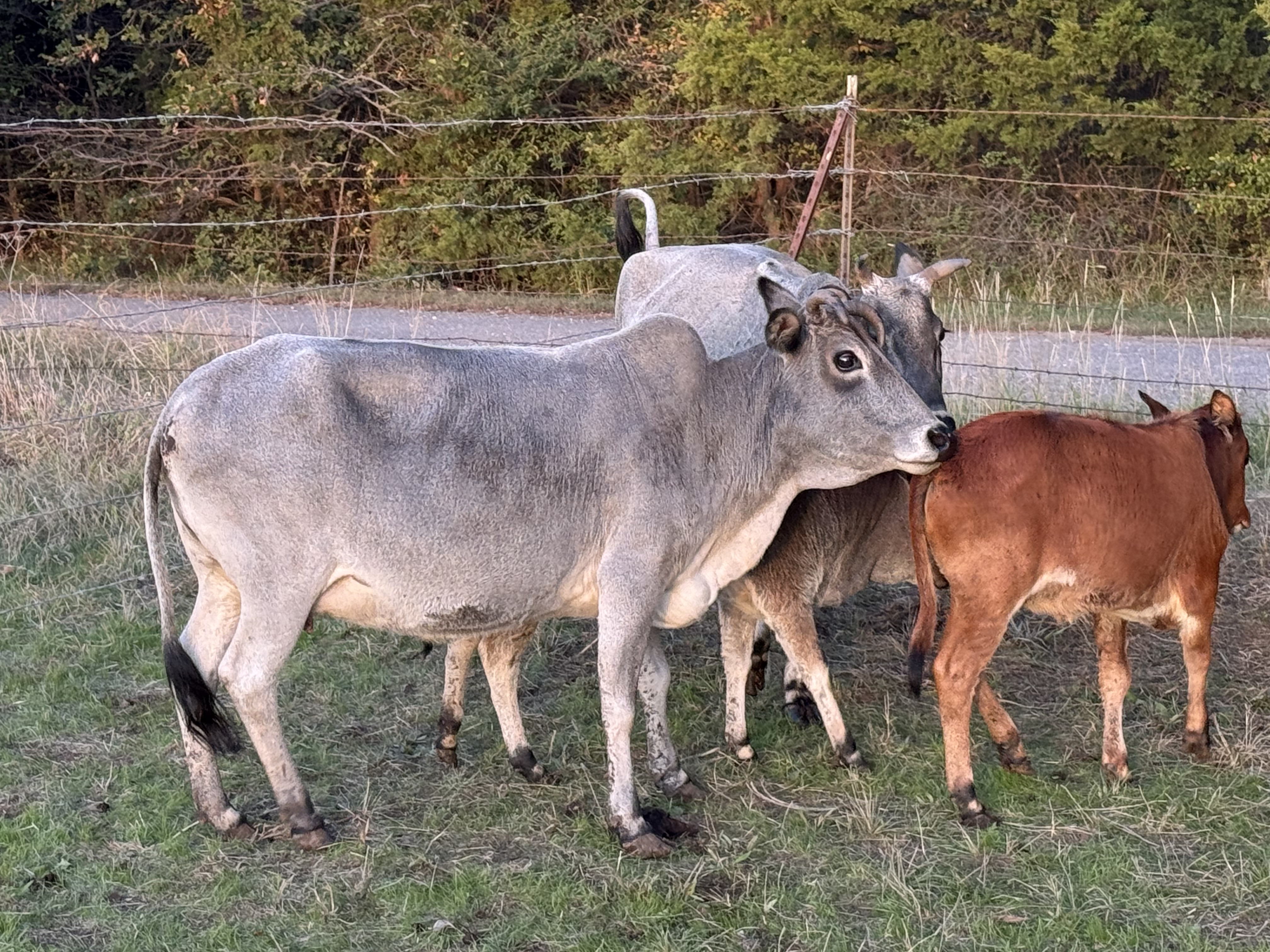 SANNUTA Farms - COWS